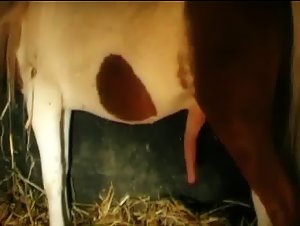 Active Horse Fuck Women 6