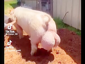 Pig