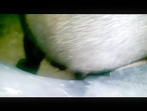 Penetrating a mare