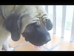 Dog fuck Brazilian  Girl
