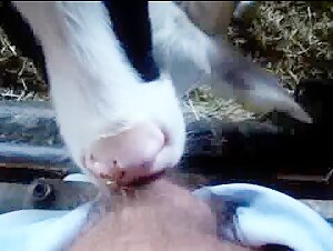 Bauer lässt sich von seinem Kälbchen saugen..