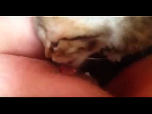 Cat lick cunt