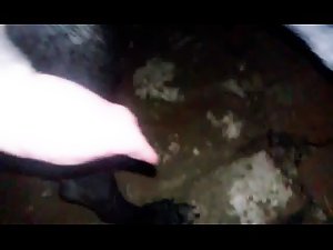 Animal cum