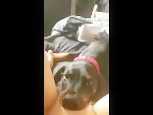 Zoo dog